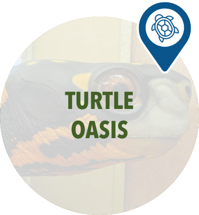 Home Initiatives Turtle Oasis hover